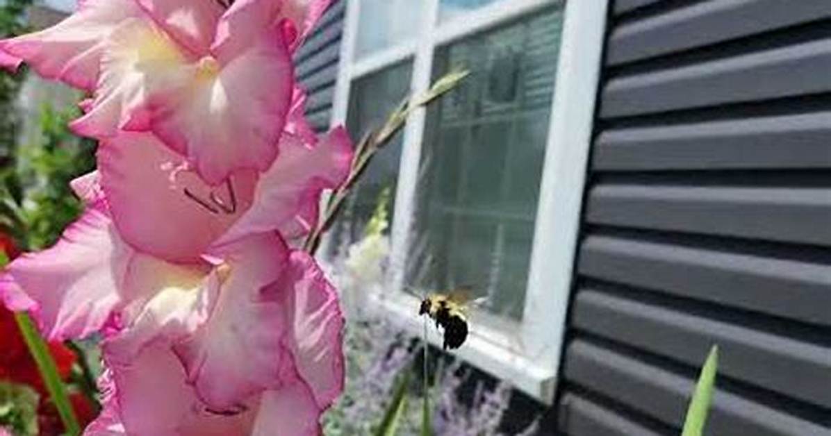 Do Bees Like Gladiolus?