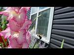 Do Bees Like Gladiolus?