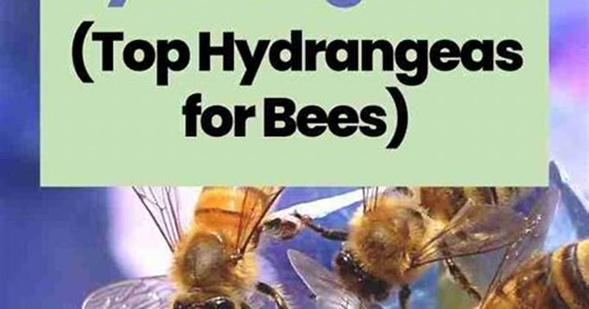 Do Bees Like Hydrangeas