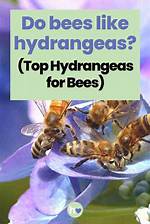 Do Bees Like Hydrangeas