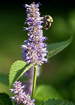 Do Bees Like Hyssop