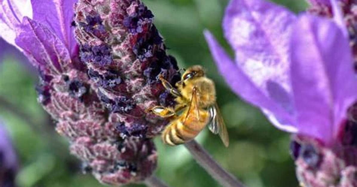 Do Bees Like Lavender?
