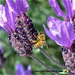 Do Bees Like Lavender?