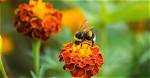 Do Bees Like Marigolds?