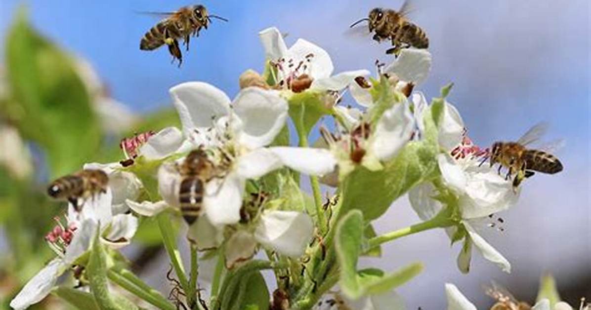 Do Bees Like Pear Trees