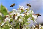 Do Bees Like Pear Trees