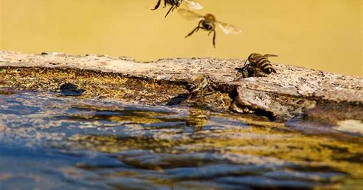 Do Bees Like Pool Water?