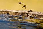 Do Bees Like Pool Water?