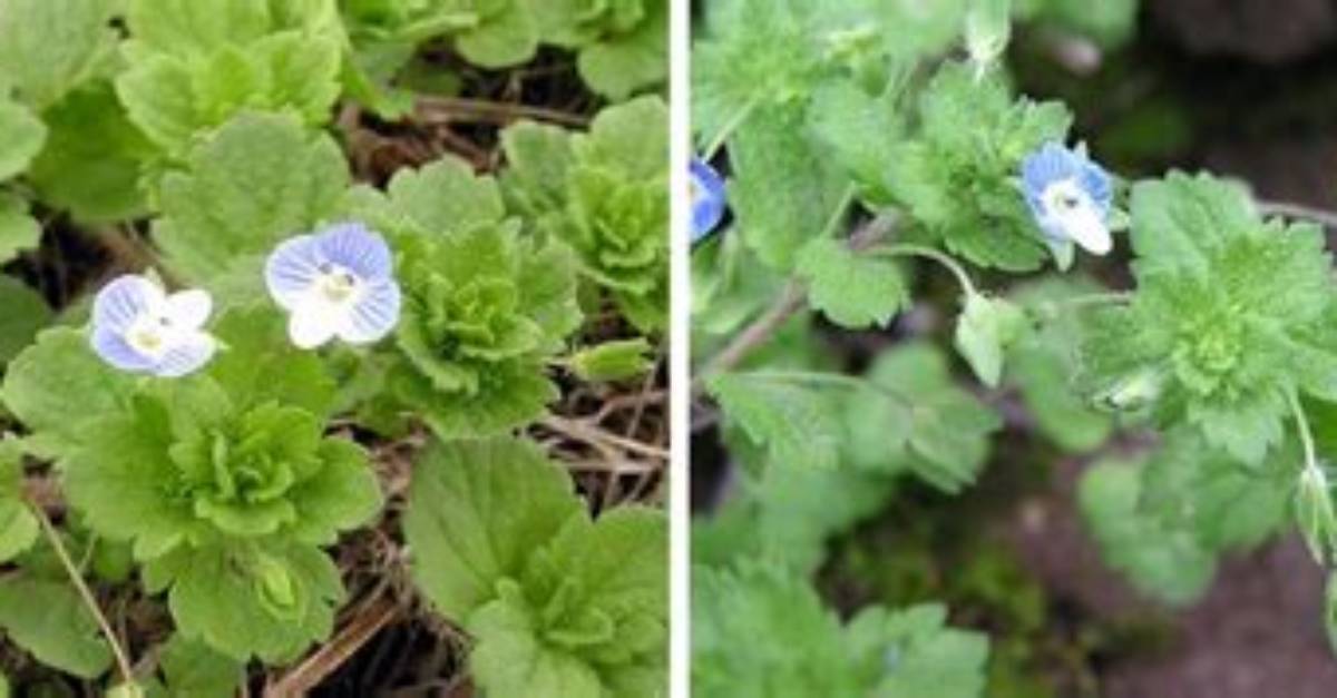 Do Bees Like Speedwell?