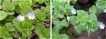 Do Bees Like Speedwell?