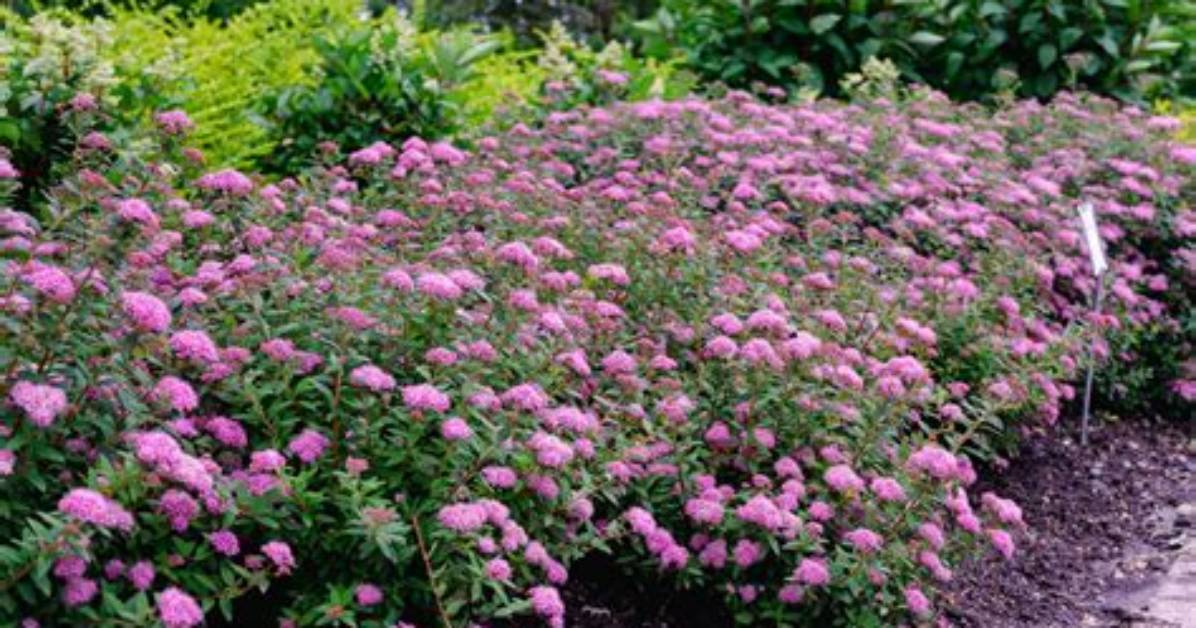 Do Bees Like Spiraea?
