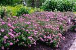 Do Bees Like Spiraea?