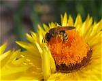 Do Bees Like Strawflowers?