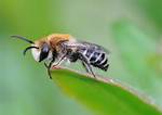 Do Bees Like Tamarisk?