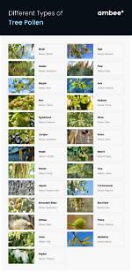 Do Bees Like Tree Pollen