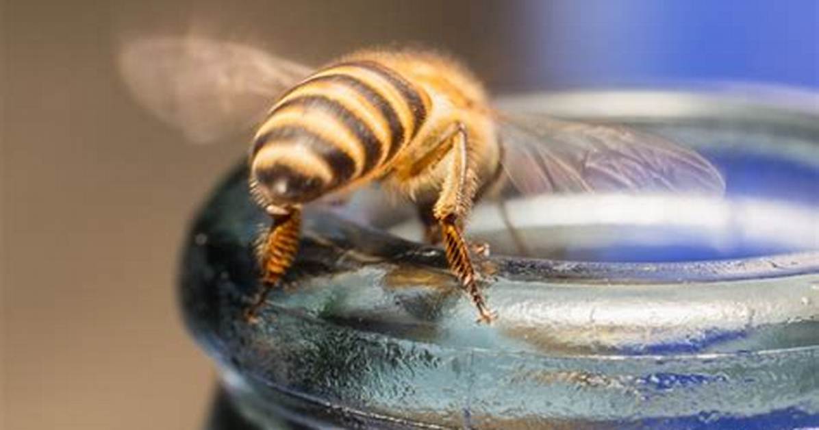 Do Bees Like Vinegar?