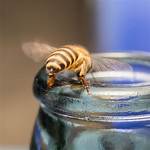 Do Bees Like Vinegar?