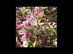 Do Bees Like Weigela?