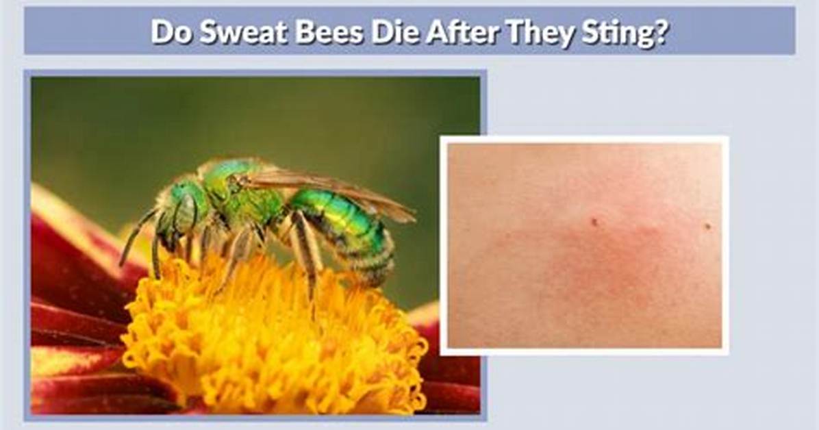 Do Bees Randomly Sting?