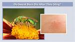 Do Bees Randomly Sting?