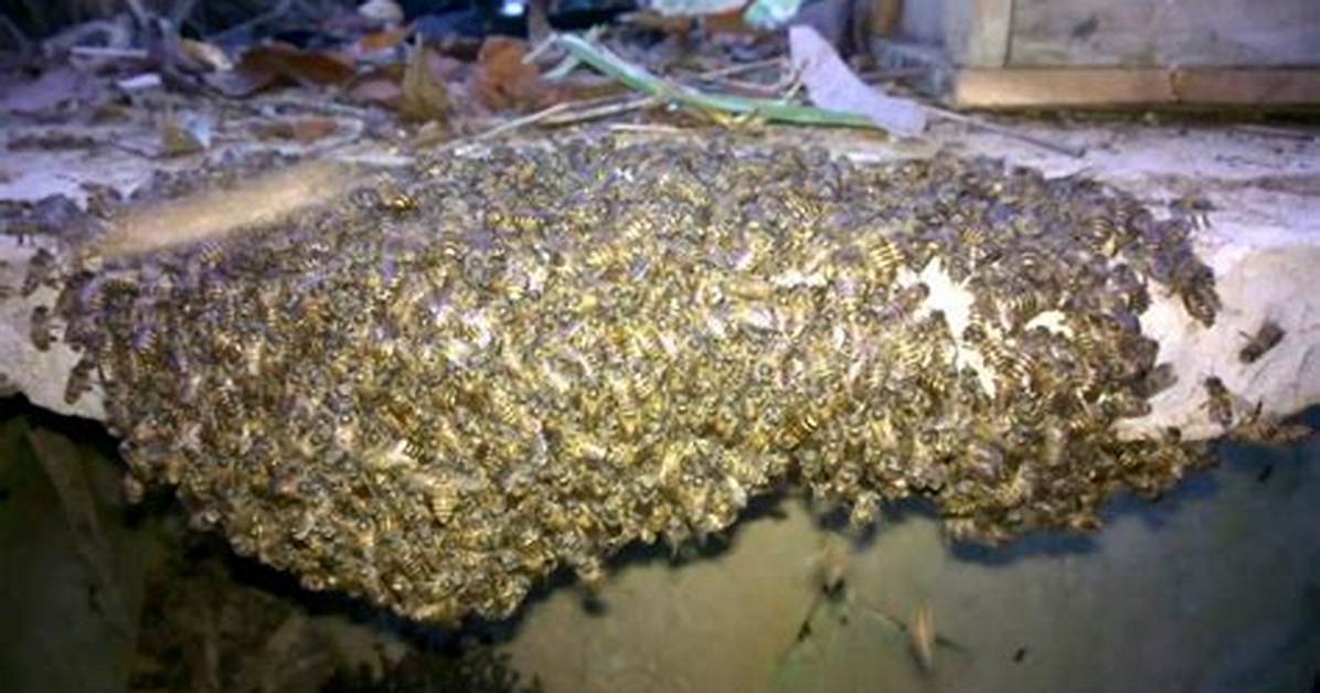 Do Bees Remove Dead from Hive