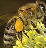 Do Bees Use Pollen?