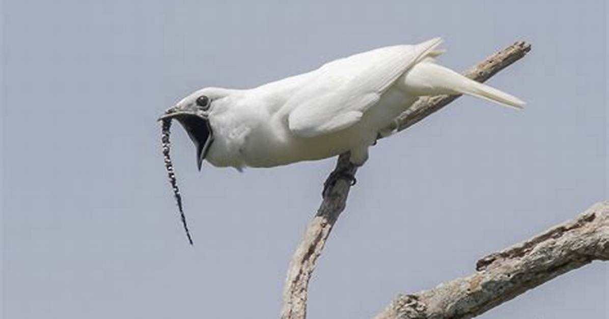 Do Bellbirds Kill Trees?