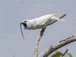 Do Bellbirds Kill Trees?