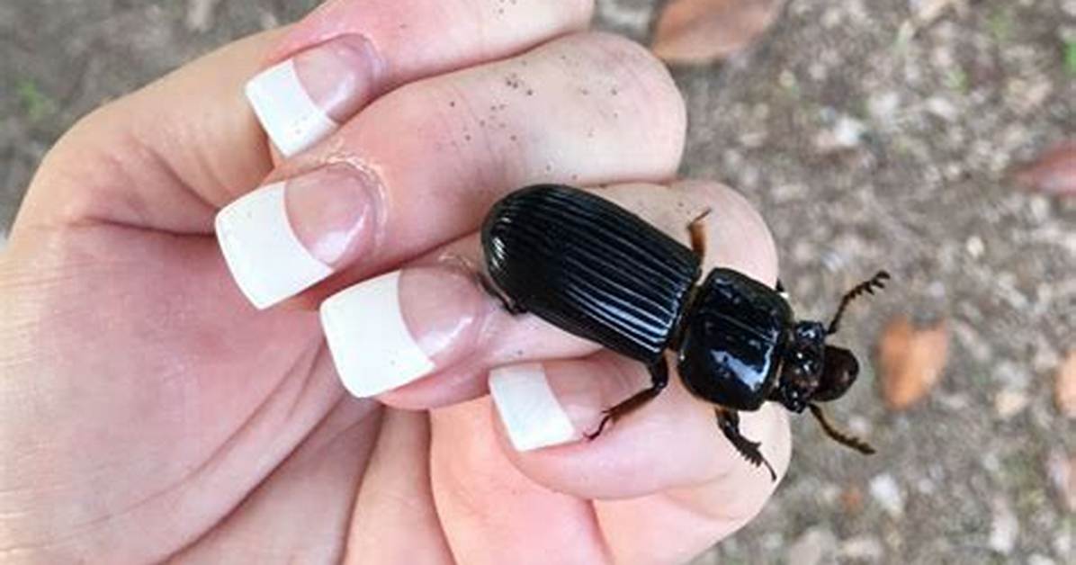 Do Bess Beetles Bite?