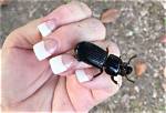 Do Bess Beetles Bite?