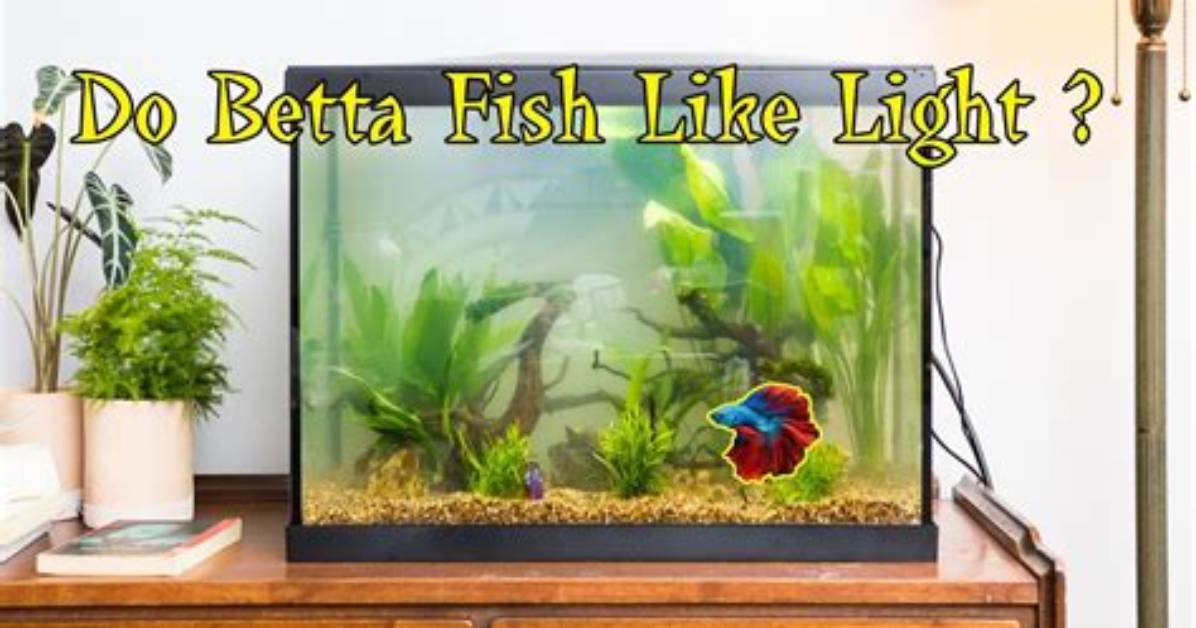 Do Betta Fish Like Light