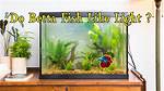 Do Betta Fish Like Light
