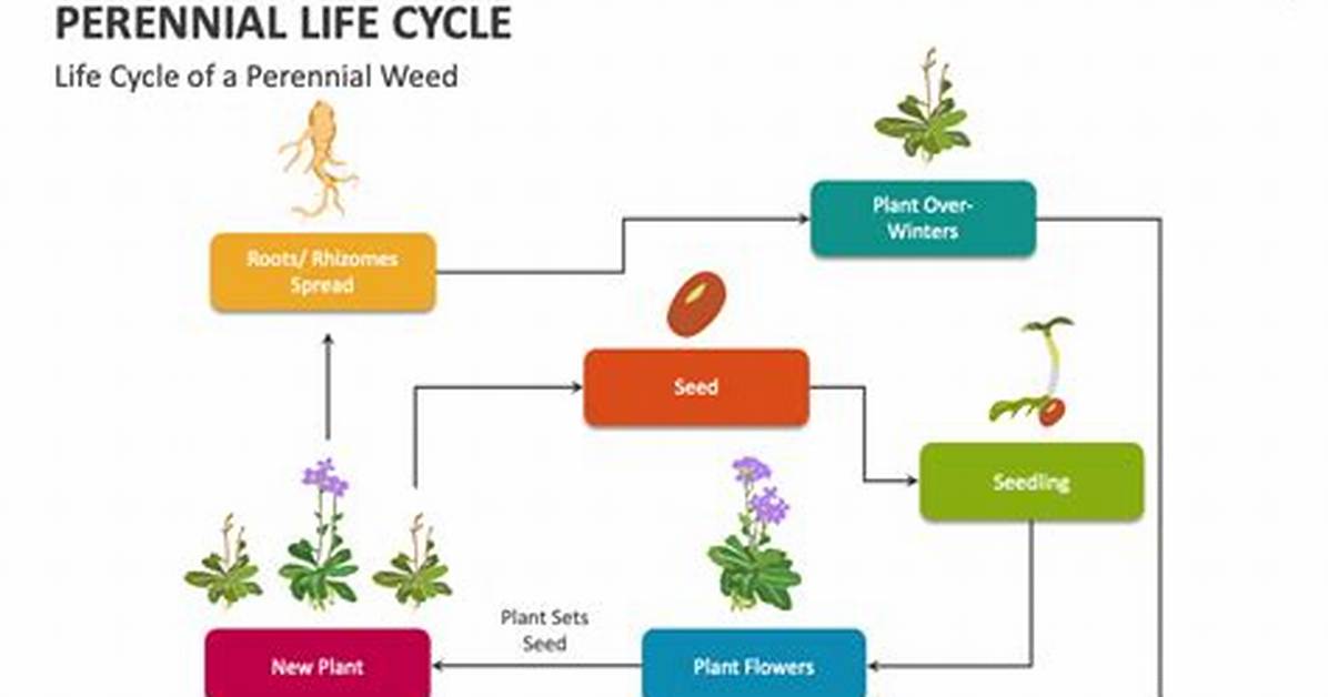 Do Biennials Self Seed?