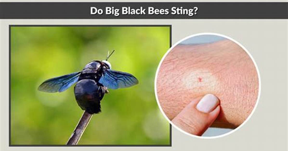 Do Big Bees Sting?