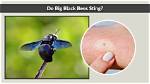 Do Big Bees Sting?