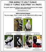 Do Billed Magpie Migrate?