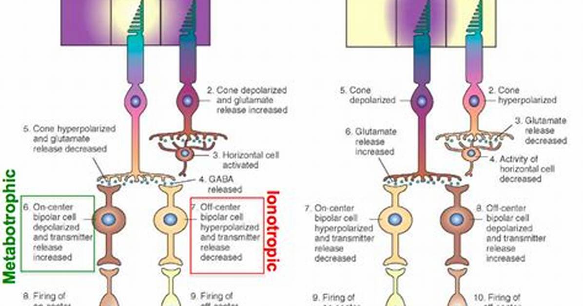 Do Bipolar Cells Fire Action Potentials?