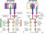 Do Bipolar Cells Fire Action Potentials?
