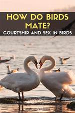 Do Birds Cross Mate?