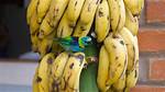 Do Birds Eat Bananas? - Kylon Powell