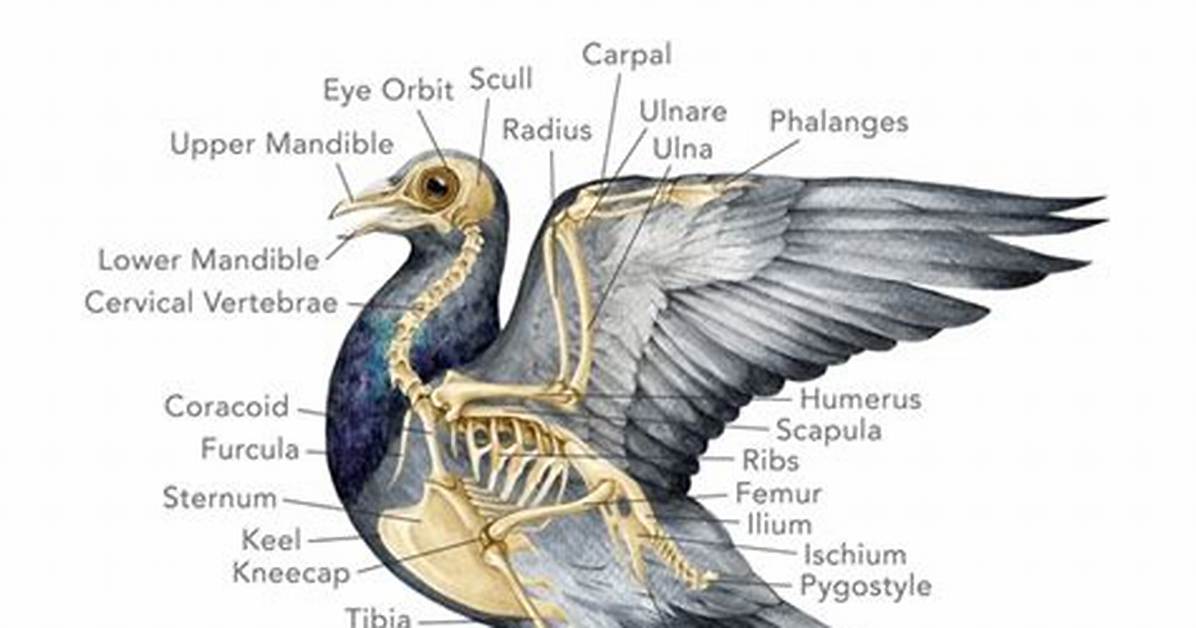 Do Birds Have Ossicles?