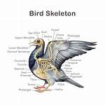 Do Birds Have Ossicles?