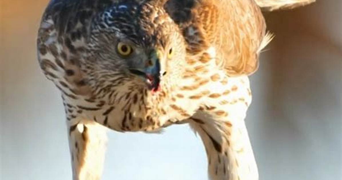 Do Birds Kill Trees?