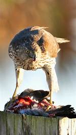 Do Birds Kill Trees?