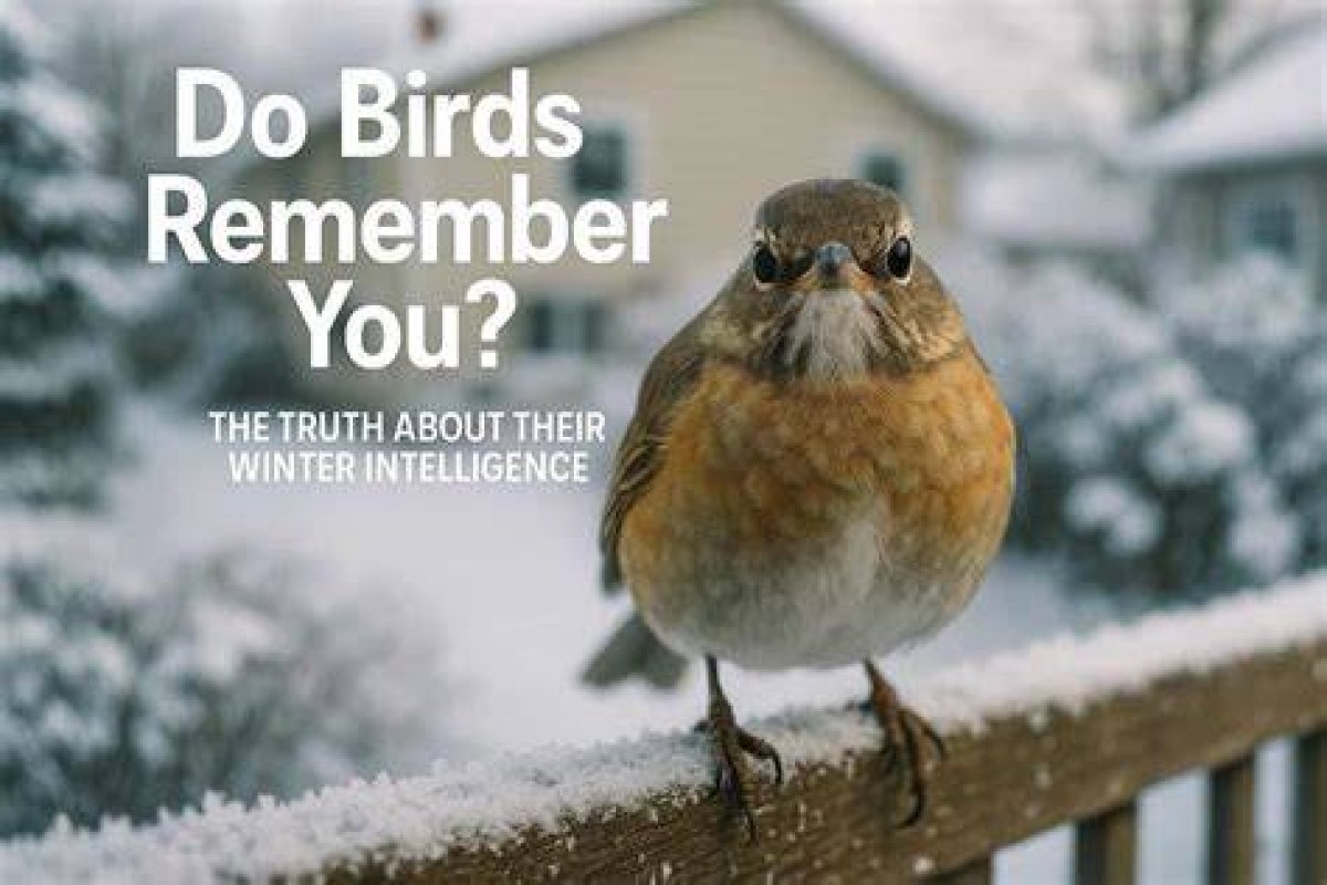 Do Birds Remember You?
