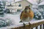 Do Birds Remember You?
