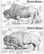 Do Bisons Have Horns?