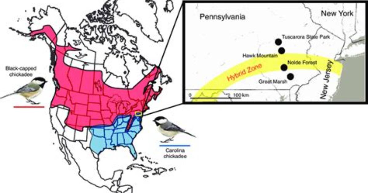 Do Black Capped Chickadees Migrate?
