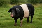 Do Black Pigs Exist