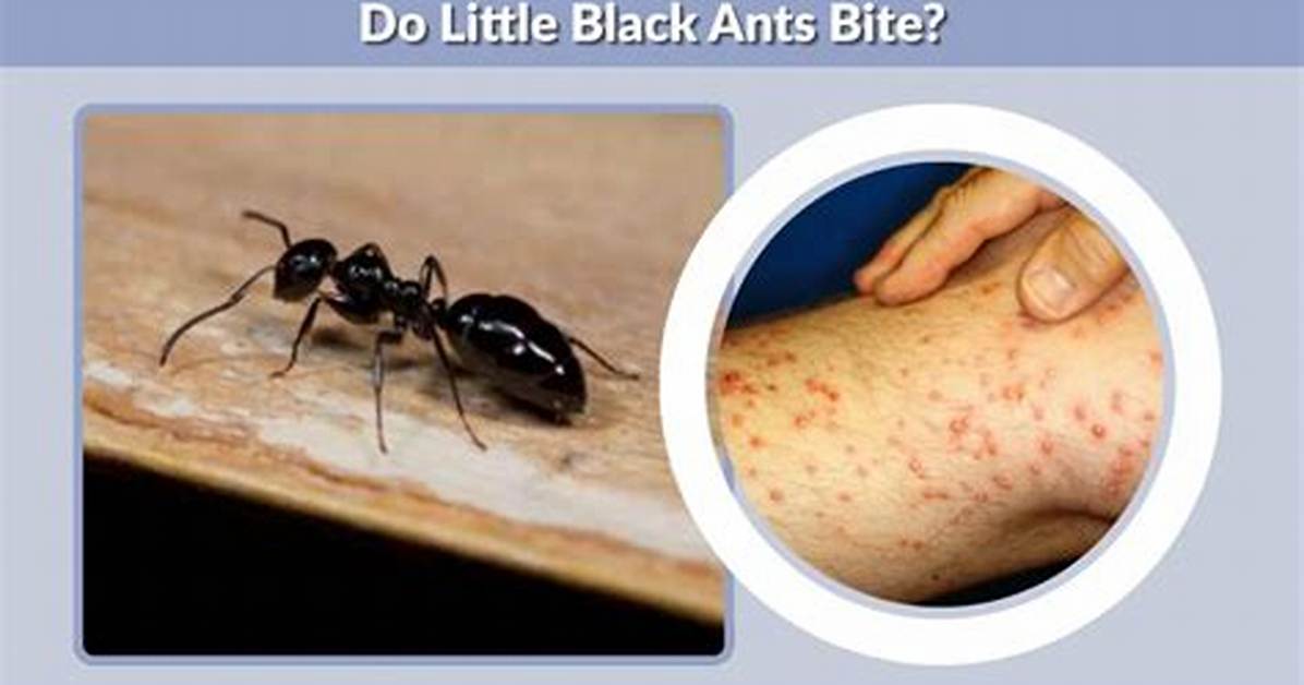 Do Black Tree Ants Bite?